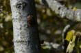 /album/chauve-souris/dsc-0238-jpg/