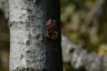 /album/chauve-souris/dsc-0260-jpg/