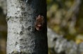 /album/chauve-souris/dsc-0262-jpg/