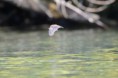 /album/chauve-souris/dsc-0343-jpg/