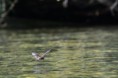 /album/chauve-souris/dsc-0367-jpg/