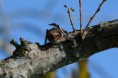 /album/chauve-souris/dsc-0392-jpg/