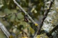 /album/chauve-souris/dsc-0412-jpg/