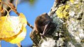 /album/chauve-souris/dscn1199-jpg/